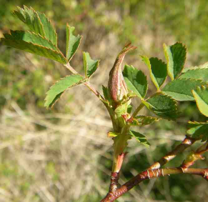 ‘Ensio’, frühe Knospen im April.
