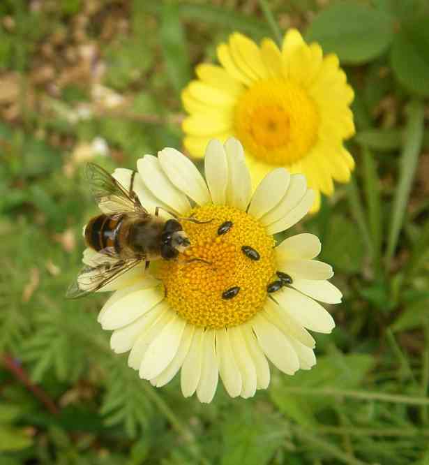 ‘Färberkamille’ mit elfenbeinfarbener Blüte.