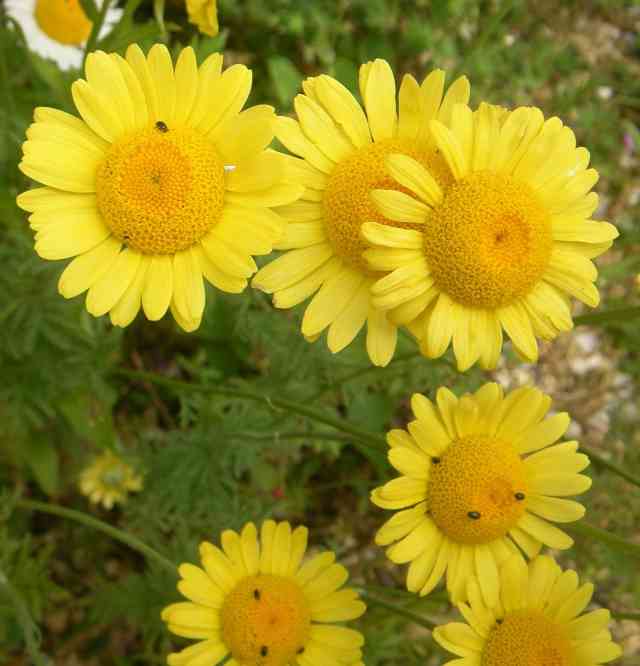 ‘Färberkamille’ mit dottergelber Blüte.