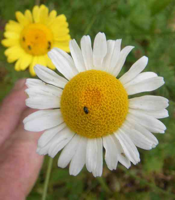 ‘Färberkamille’ mit weißer Blüte.