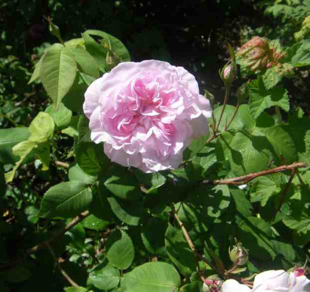 “Fantin Latour”, zart rosafarbene gut gefüllte und große Einzelblüte am Strauch.