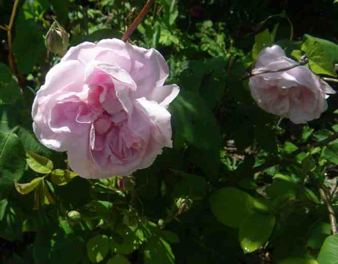 “Fantin Latour”, wie zuvor, Nahaufnahme.