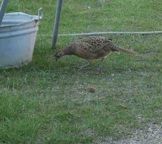 Fasanenhenne am Futterplatz.