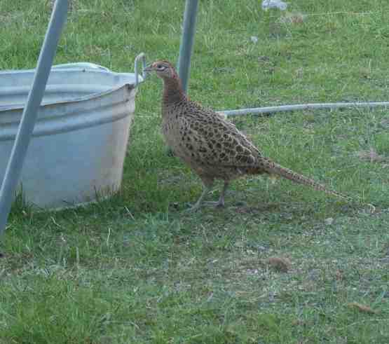 Fasanenhenne am Futterplatz.