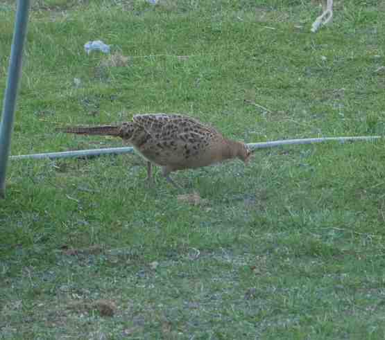 Fasanenhenne am Futterplatz.