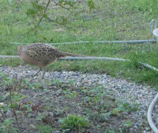 Fasanenhenne am Futterplatz.