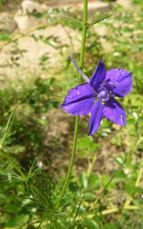 ‘Feldrittersporn’ in dunkelblauer einfacher Blüte.
