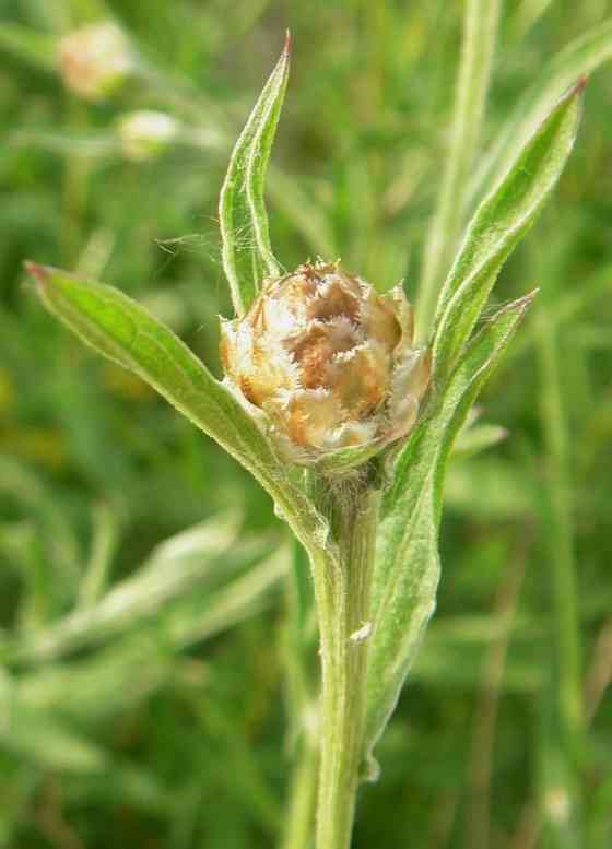 Flockenblume mit noch bräunlicher Knospe.
