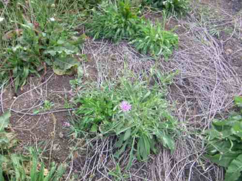 Kleine Flockenblume lila blühend.