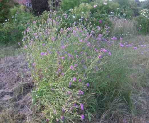 Flockenblume um 120-150 cm hoch in Blüte.