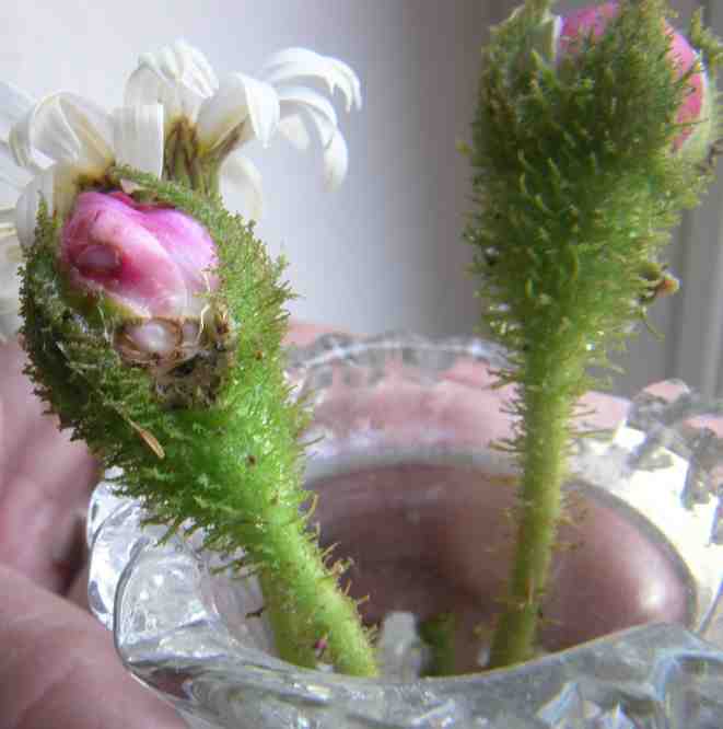 Zwei Knospen in rosa sich öffnend von einer unbekannten Moosrose in einer Vase.