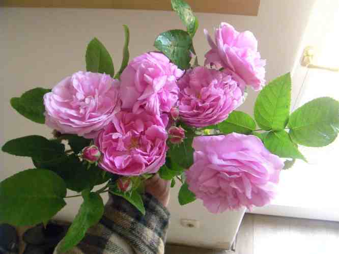 Blumenstrauß mit rosa gefüllten Blüten in meiner Hand.