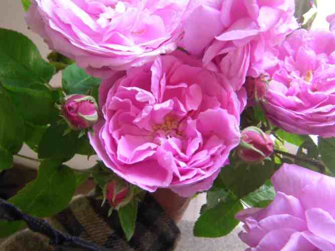 ‘Lavender Lassie’, Ausschnitt Strauß, schalenförmige locker gefüllte Blüten und pinke Knospen.