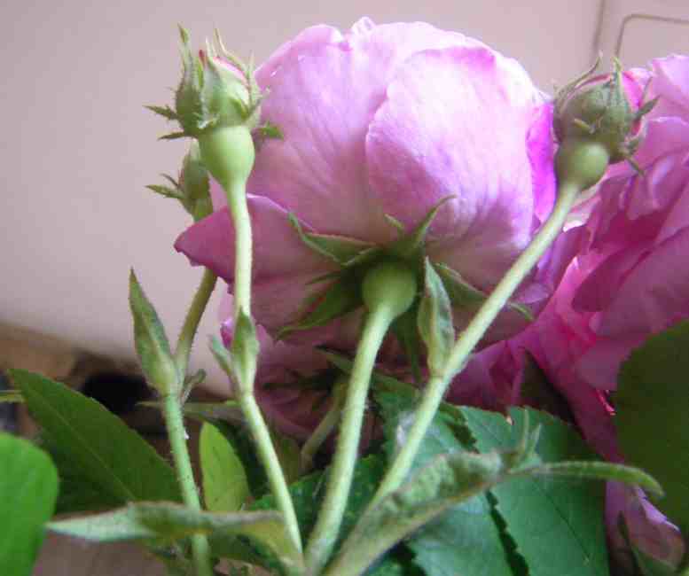 ‘Lavender Lassie’, Blütenkelche und Kelchblätter bei Knospen und sich öffender Blüte.
