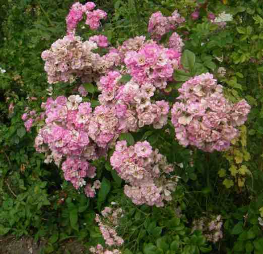 ‘Francis’, dichte Blütendolden halbgefüllter kleiner Blüten in rosa-weiss.