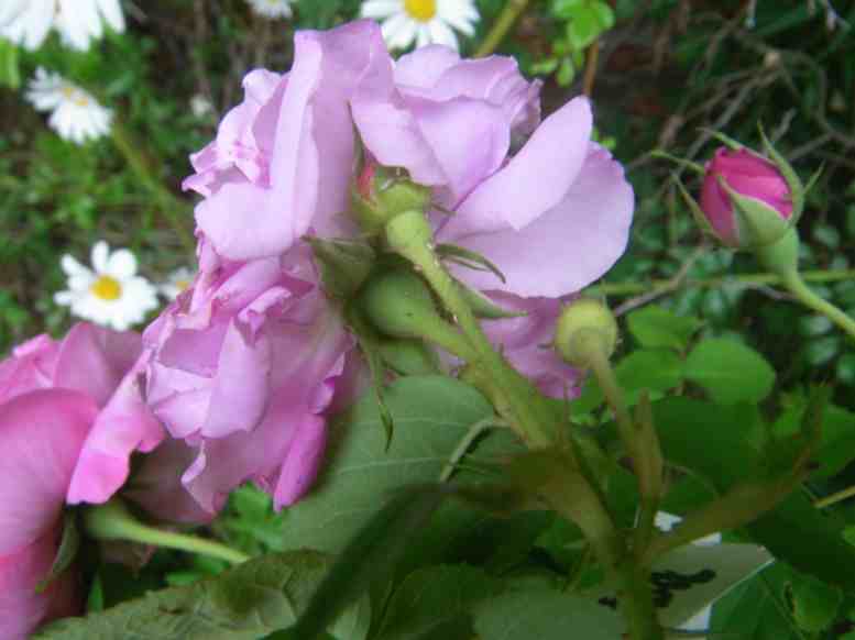 “Frau Wiese, rosa”, Kelche an Knospen und geöffneten Blüten.