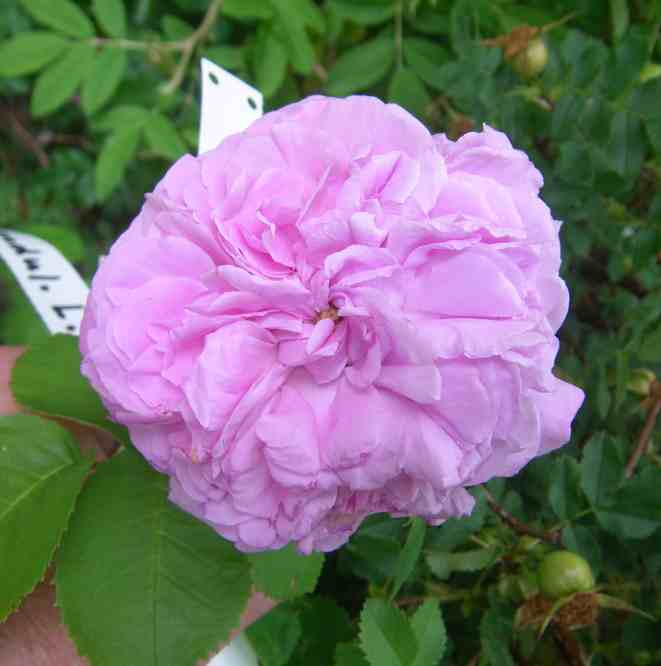 “Frau Wiese, rosa”, Nahaufnahme rosa Einzelblüte mit Knopfauge in meiner Hand.