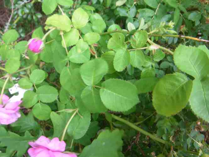 “Frau Wiese, rosa”, rundliches hellgrünes Laub.