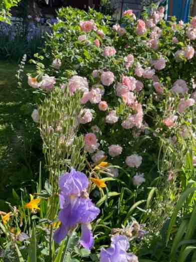 ‘Fritz Nobis’ in Vollblüte mit blauer Iris.