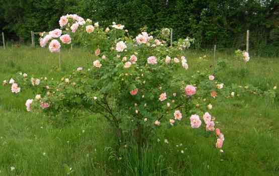 ‘Frühlingsduft’, etwa 200 cm hoher blühender Strauch.