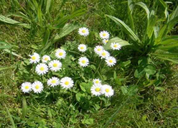 Gänseblümchen
