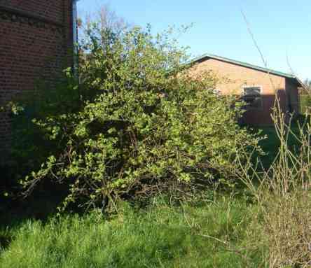 Gallica Rose und Rosa x engelmanii, früher Austrieb.