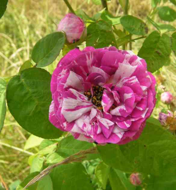 ‘Georges Vibert’, pink-weiß gestreifte, halbgefüllte Blüte am Strauch.