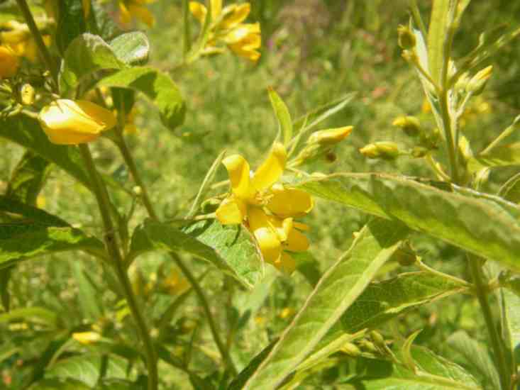 Gewöhnlicher Gilbweiderich mit dottergelben offenen kleinern Blüten in Dolde.