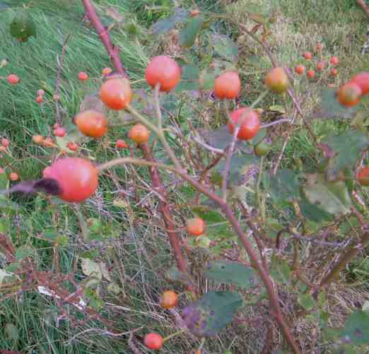 Rundliche rote Früchte und dunkles Herbstlaub, Nahaufnahme.