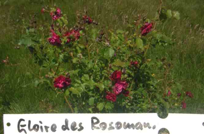 ‘Gloire des Rosomanes’, blühender Strauch von Süd nach Nord gesehen.