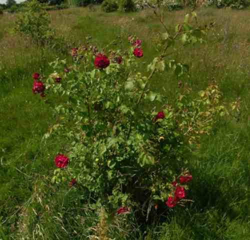 ‘Gloire des Rosomanes’, blühender Strauch von Ost nach West gesehen.