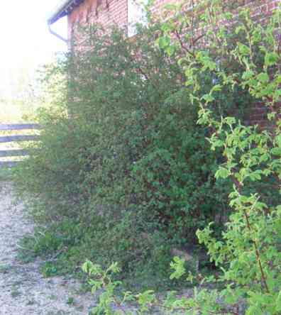 Unterschiedliche Laubfarben bei Rosen.