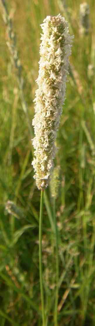 Schmale rundliche Grassaaten in schimmerndem Grau am Halm.