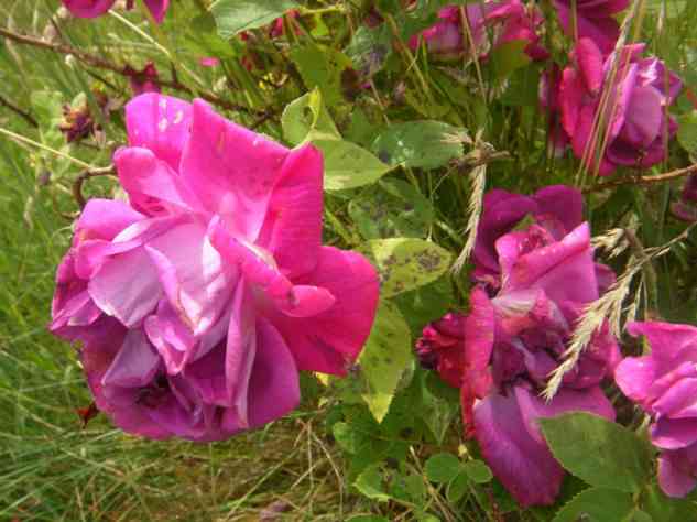 “Gretel Laboe”, hochgebaute, locker gefüllte Blüte in Seitenansicht.
