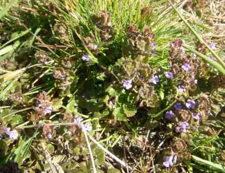 Flach wachsender Gundermann.