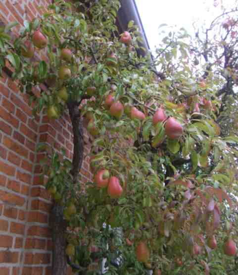 Reife Birnen an einem Spalierbaum vor einer Ziegelwand.