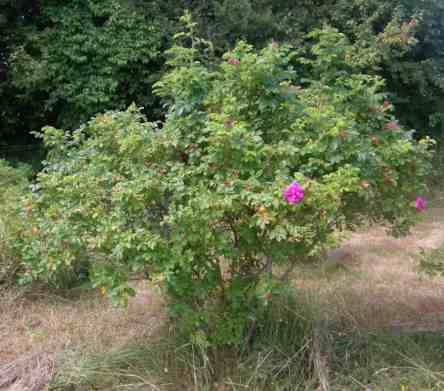 “Hautasaari”, erneut aufblühender Strauch um 200 cm in gut gefüllten, großen pinken Blüten.