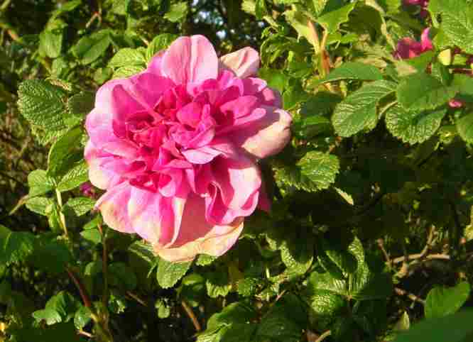 Gefüllte pinke zum Rand aufhellende Blüte von “Hautasaari” am Strauch.