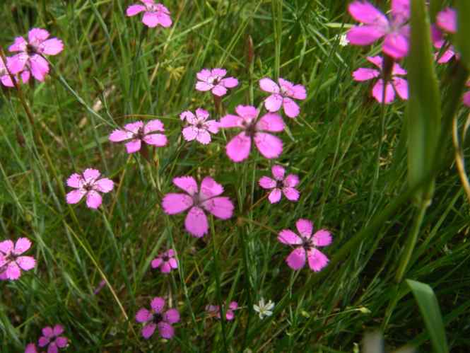 Kleine pinke einfache Blüten der Heide-Nelke.