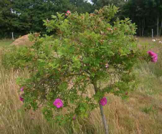 ‘Heinrich Ilmari’, junger Hochstamm mit buschiger Rose in rein pinker Blütenfarbe locker gefüllter Blüten.