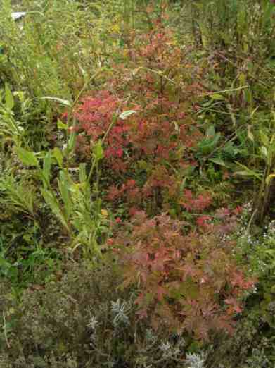 ‘Helvi’, kleine Pflanze mit bronzefarbenes Laub.