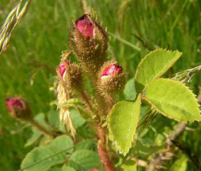 ‘Henri Martin’, Nahaufnahme des dunklen Mooses an Knospen.