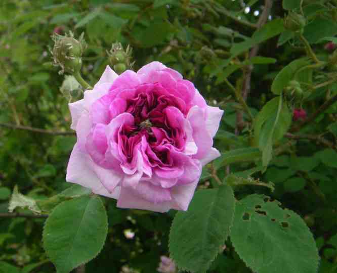 ‘Himmelsauge’, am Rand helle, weiß-rosa Blüte.