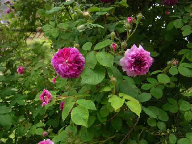 ‘Himmelsauge’, dunkle und helle Blüte nah beieinander.