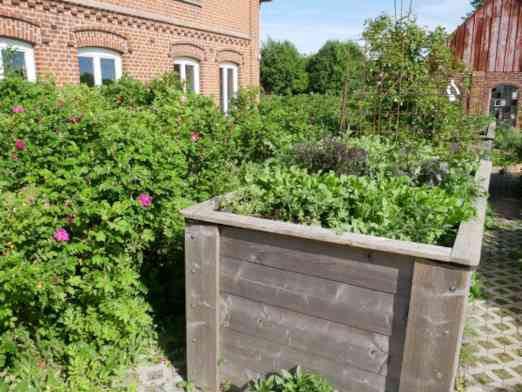 Hochbeet mit Salaten vor blühender Rosenhecke.