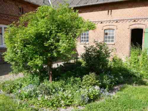 Ghislaine de Féligonde auf Hochstamm ohne Blüte.