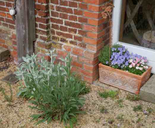 Stauden auf Hofplatz und lila Violas im Blumenkübel.