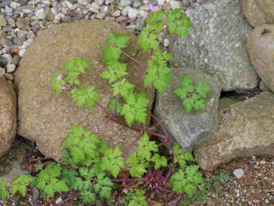 Storchschnabel auf Schotter und zwischen Findlingen wachsend.