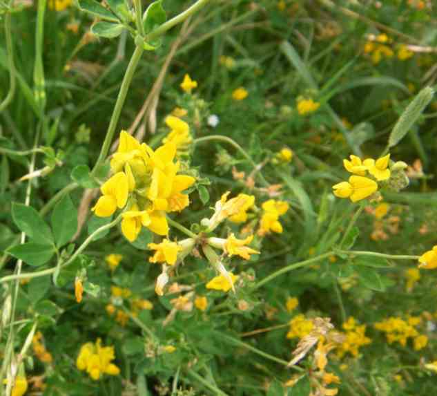 Gelber Hohlklee in Blüte.