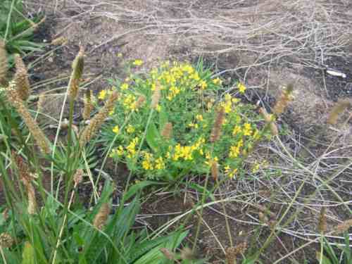 Hornklee und Spitzwegerich.